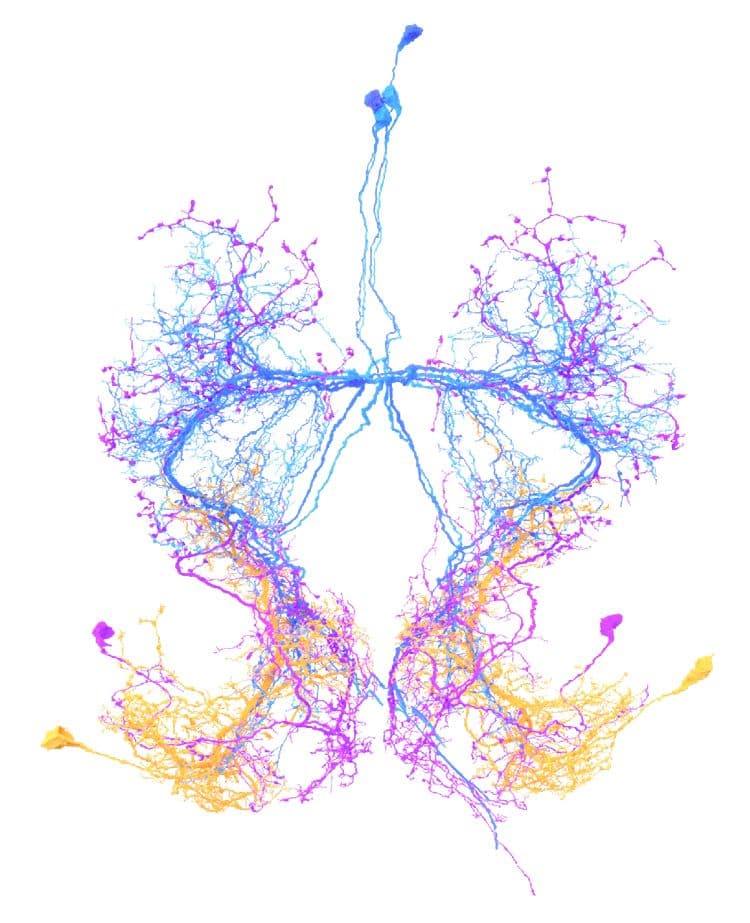 La mosca digital: 139.000 neuronas, simulación y conciencia
